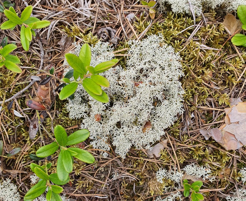 Jäkälää