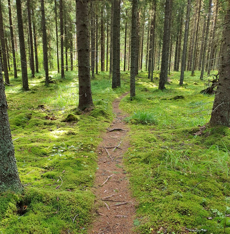 Metsäpolku